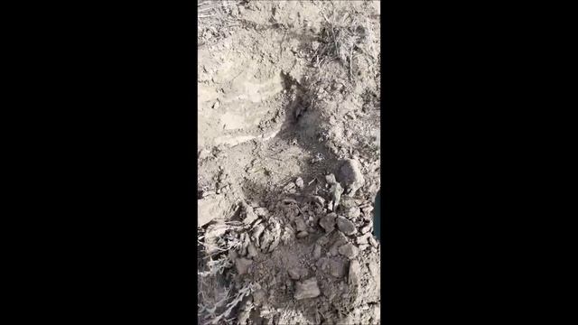 Minelab GPX 6000 finds gold using the 12x6" X-Coil смотреть онлайн