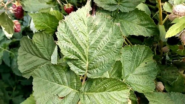 Малиновая гряда первое плодоношение смотреть онлайн