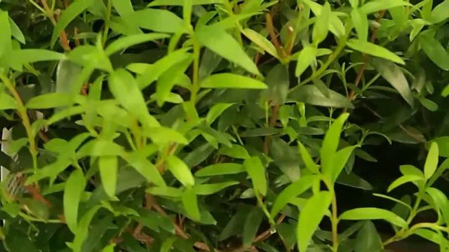 Myrtus communis смотреть онлайн