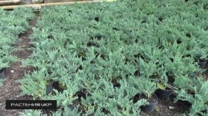 Можжевельник горизонтальный Блю Чип уход  / Можжевельник посадка и уход / хвойные растения
