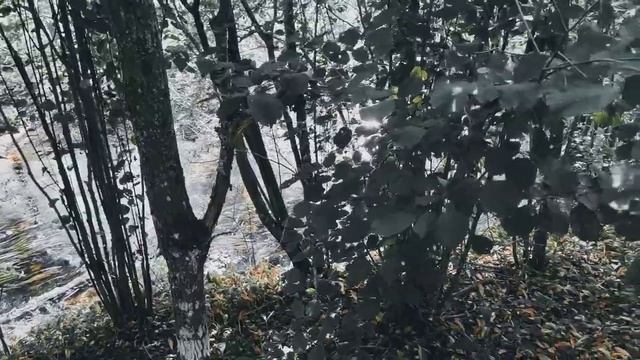 VID 20220820 170929 Что вспомню я? (Н. Рубцов)...Павел Васильев Лахтинский смотреть онлайн