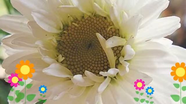 Нивяник наибольший Паладин (Paladin). Краткий обзор, описание характеристик, где купить саженцы смотреть онлайн