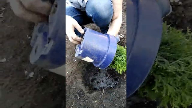 Высадка шаровидной туи