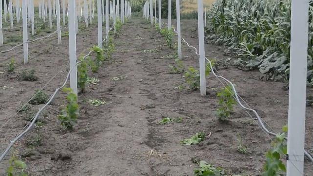 Созревание винограда на конец июля, войлочный клещ и саженцы