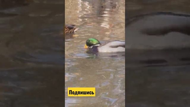 Пруд с утками. Кормим пшеном смотреть онлайн