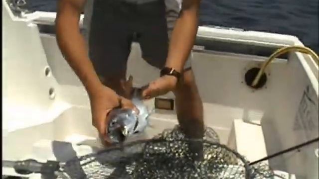 Fly Fishing Delta de l' Ebre 2 смотреть онлайн