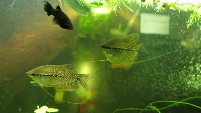 Жемчужные гурами смотреть онлайн