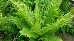 Лесной папоротник в саду: посадка и уход