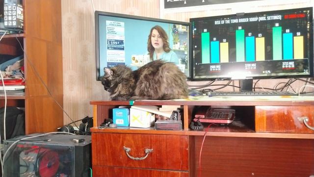 Кошка зовёт кота в брачный период 18 смотреть онлайн