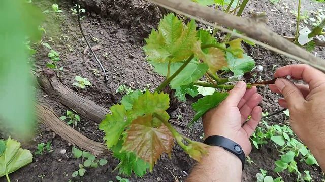Прививка чёрным в зелёное на примере столового сорта Ливия на сорт Аркадия. 1.06.23 смотреть онлайн