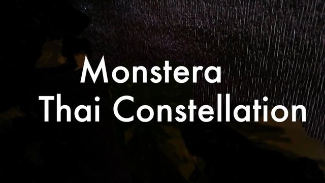 Монстера Тайское Созвездие раскрывает лист. Monstera Thai Constellation смотреть онлайн