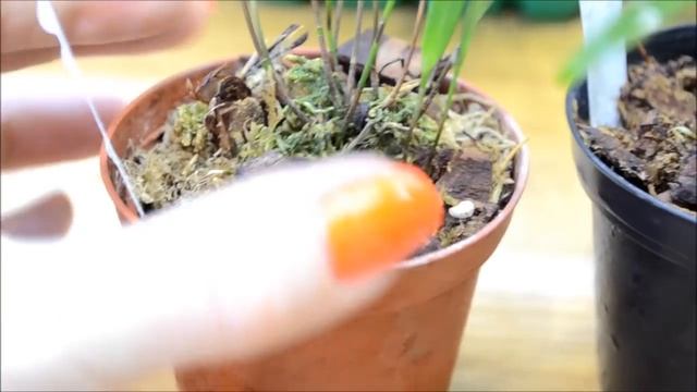 Pleurothallis Allenii и правила успешной посадки плевроталлисов