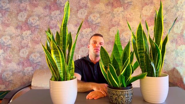 САНСЕВИЕРИЯ. Просто ПОКАЖУ свои САНСЕВИЕРИИ.