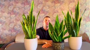 САНСЕВИЕРИЯ. Просто ПОКАЖУ свои САНСЕВИЕРИИ.