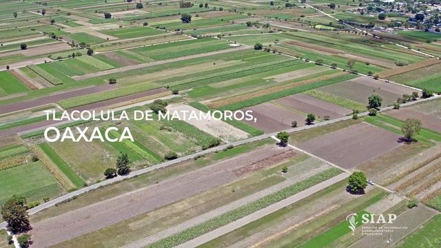Tlacolula de Matamoros, Oaxaca смотреть онлайн