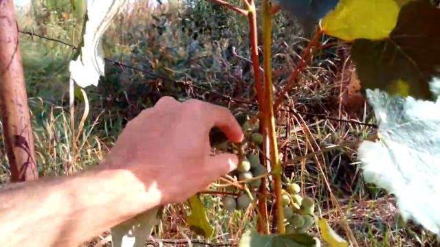 Помогите определить сорт ВИНОГРАДА !!! смотреть онлайн