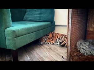 Переломанный Тигренок приехал в Дом Тигра...
