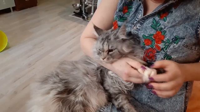 Как подстричь когти коту и кошке. Мейн-кун. смотреть онлайн