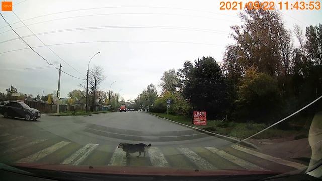 Собака на пешеходном переходе. Некоторым пешеходам нужно поучиться у животных. смотреть онлайн