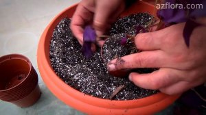 РАЗМНОЖЕНИЕ КИСЛИЦЫ И УХОД В ДОМАШНИХ УСЛОВИЯХ