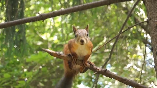 Белочка и кормушка для птиц... Squirrel and bird feeder... смотреть онлайн