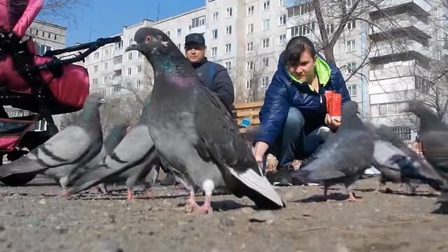 Голуби и мы.