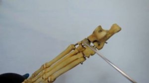 Видеозанятие 13 «Строение и видовые особенности костей голени, заплюсны, плюсны и пальцев стопы»