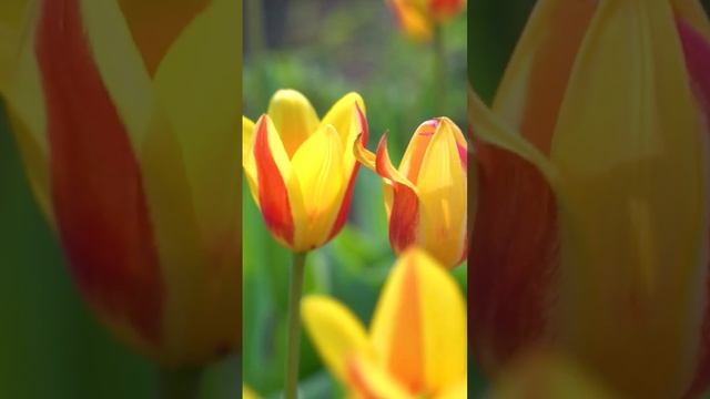 Шикарные многолетние луковичные цветы на netfermer.ru #тюльпаны смотреть онлайн