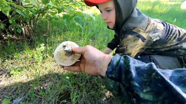 Грибы! Собираем: ПодОсиновики, ПодБерёзовики и Свинухи! Открытие Грибного Сезона! смотреть онлайн