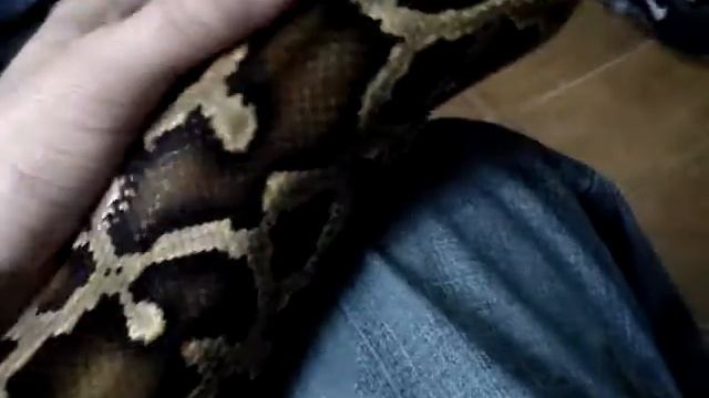Python Molurus смотреть онлайн