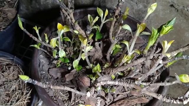 КРУПНОЛИСТНЫЕ ГОРТЕНЗИИ В ЯНВАРЕ .ЗИМОВКА. смотреть онлайн
