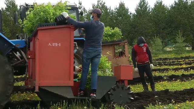 Посадка деревьев смотреть онлайн