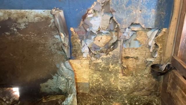 Огромный бык разгромил сарай! смотреть онлайн