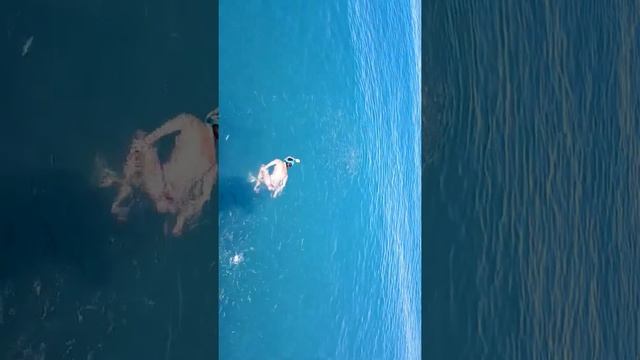 Турция, кормление рыб в Средиземном море. смотреть онлайн