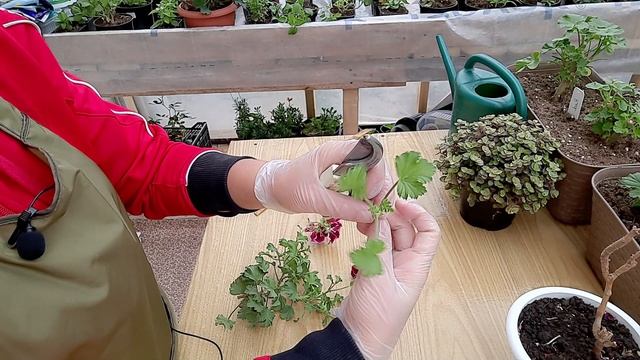 Что делать, если королевская пеларгония вытянулась. смотреть онлайн