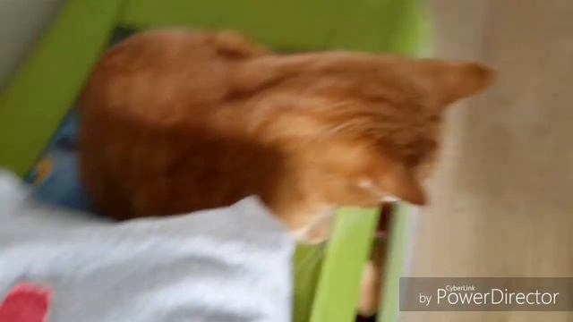 Мой рыжий котик Яшкя?