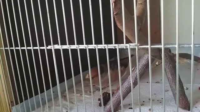 Дубонос Юлий, приручение смотреть онлайн