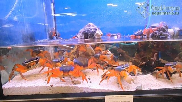 Продажа радужных крабов в АкваИнтерио: купить краба лучше всего здесь смотреть онлайн