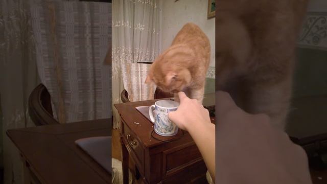 Кот и молоко. СМОТРЕТЬ ВСЕМ!!!))))) смотреть онлайн