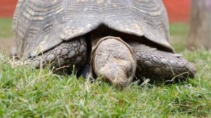 Звуки черепахи: какие звуки издаёт черепаха?