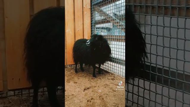 Миа Бойко в зоопарке смотреть онлайн