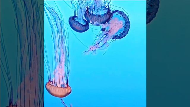 ???Музыка для релаксации, медитации и сна??????Soothing Relaxation???Meditation Relax Music смотреть онлайн