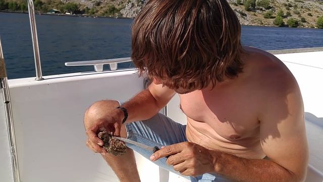 Как открывать устриц смотреть онлайн