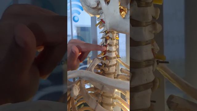 Neck pain and cervical spondylosis, chiropractic treatment for compressed nerve смотреть онлайн