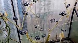 Собираем ягоду Санберри, выращенная на улице