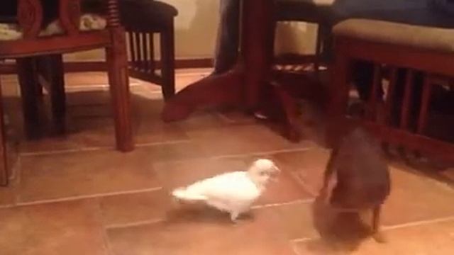 Какаду против Тоя-2 смотреть онлайн