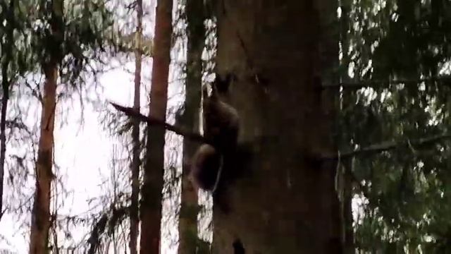 #белочка в парке/sguirrel смотреть онлайн