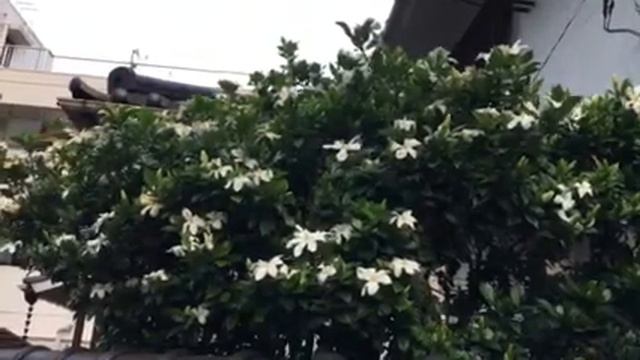 gardenia 2/6/2018 смотреть онлайн