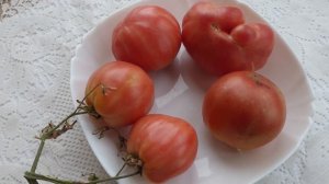 Великолепный сорт длительного хранения. Жемчужный пьенноло Агнии Агарти