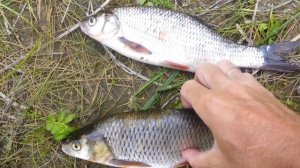 Язь или голавль? Ищем различия.